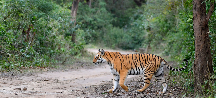 3 Days Delhi Jim Corbett Weekend Tour